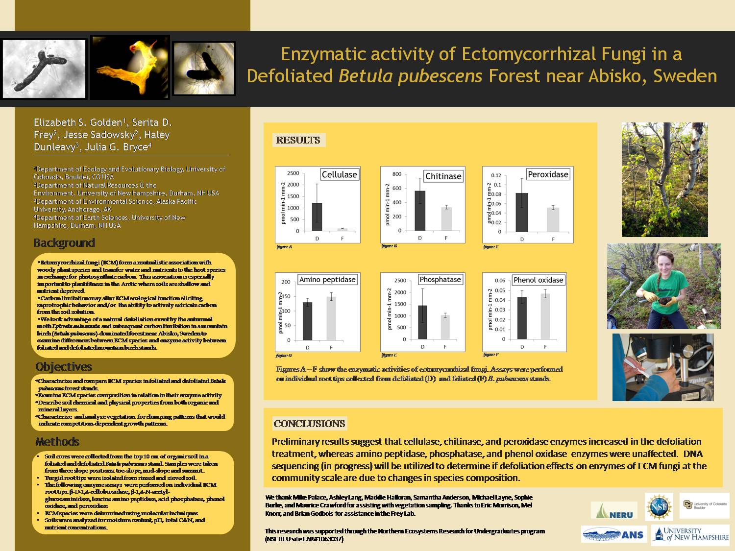 Enzymatic Activity Of Ectomycorrhizal Fungi In A  Defoliated Betula Pubescens Forest Near Abisko, Sweden  by elimaygolden
