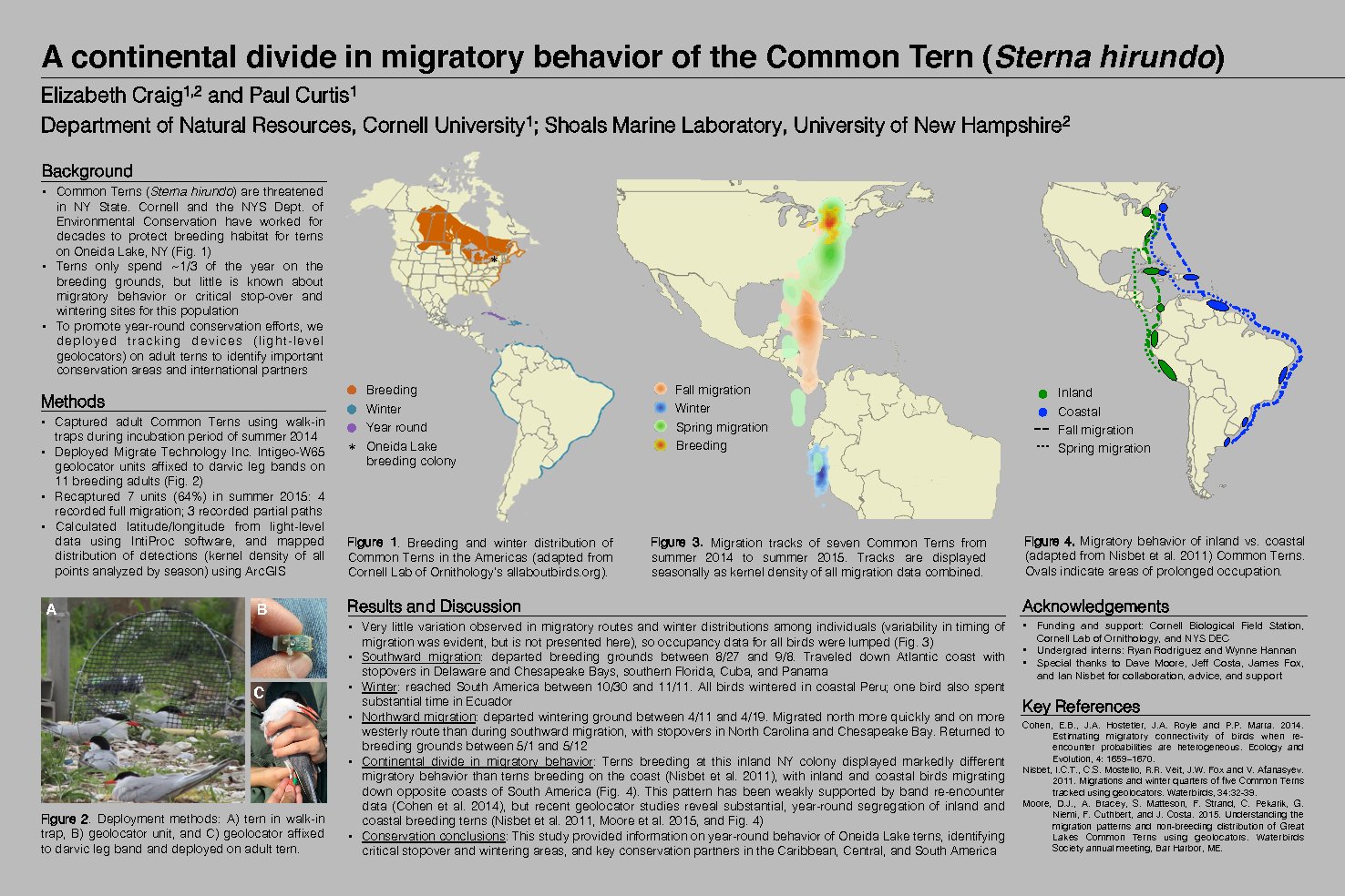 A Continental Divide In Migratory Behavior Of The Common Tern (Sterna Hirundo) by ecc79