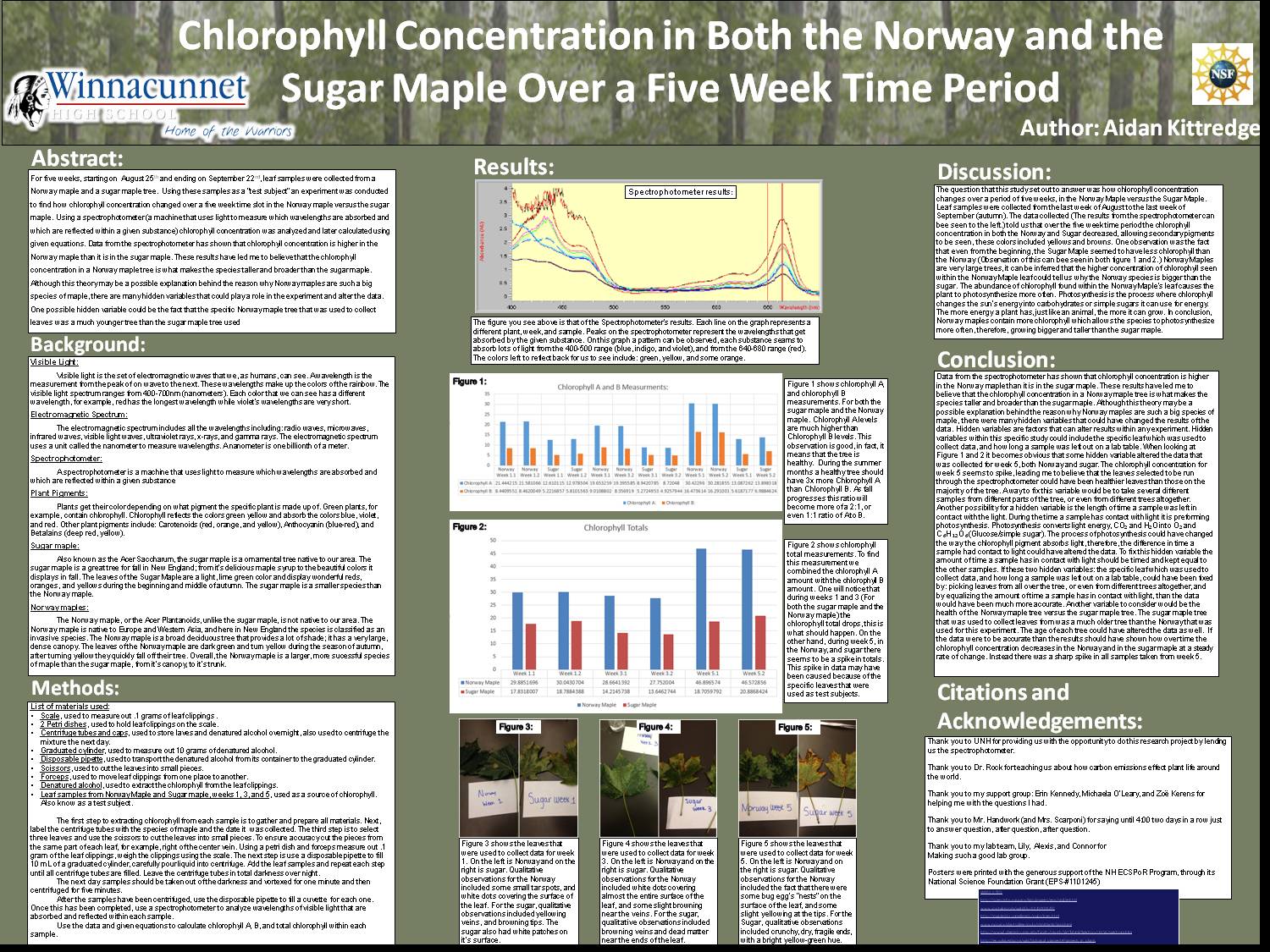 Chlorophyll Concentration In Both The Norway And The Sugar Maple Over A Five Week Time Period by mchandwork