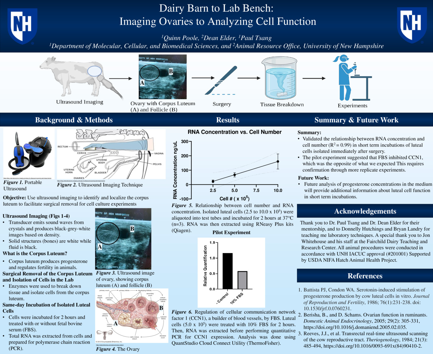 Dairy Barn To Lab Bench: Imaging Ovaries To Analyzing Cell Function by qap1002