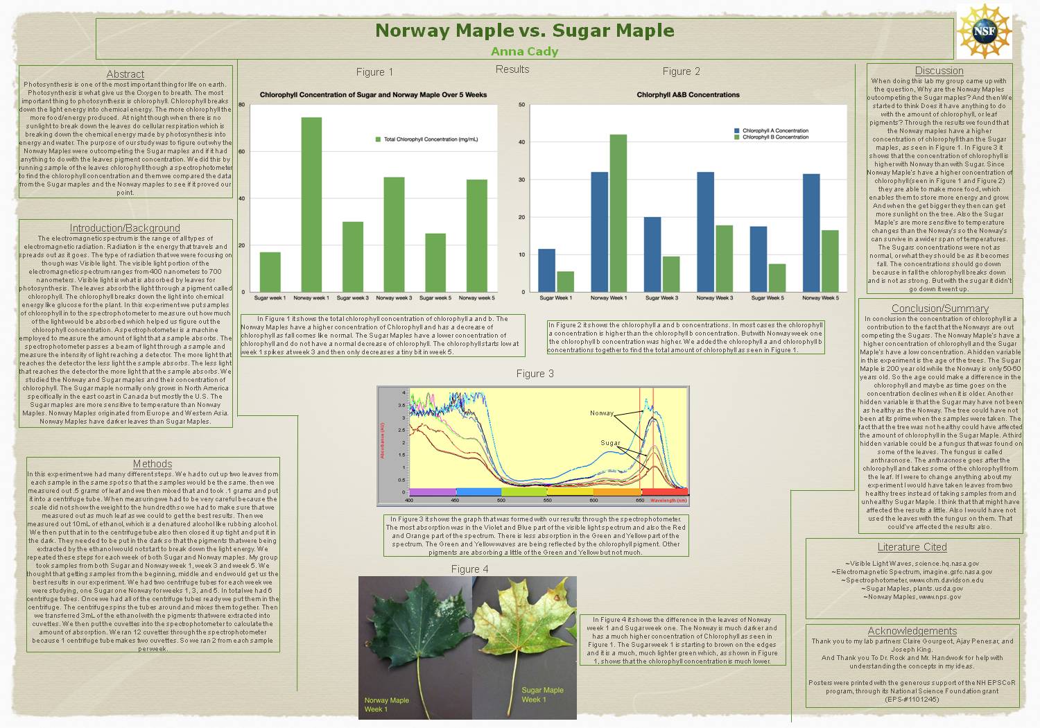 Norway Maple Vs. Sugar Maple by mchandwork