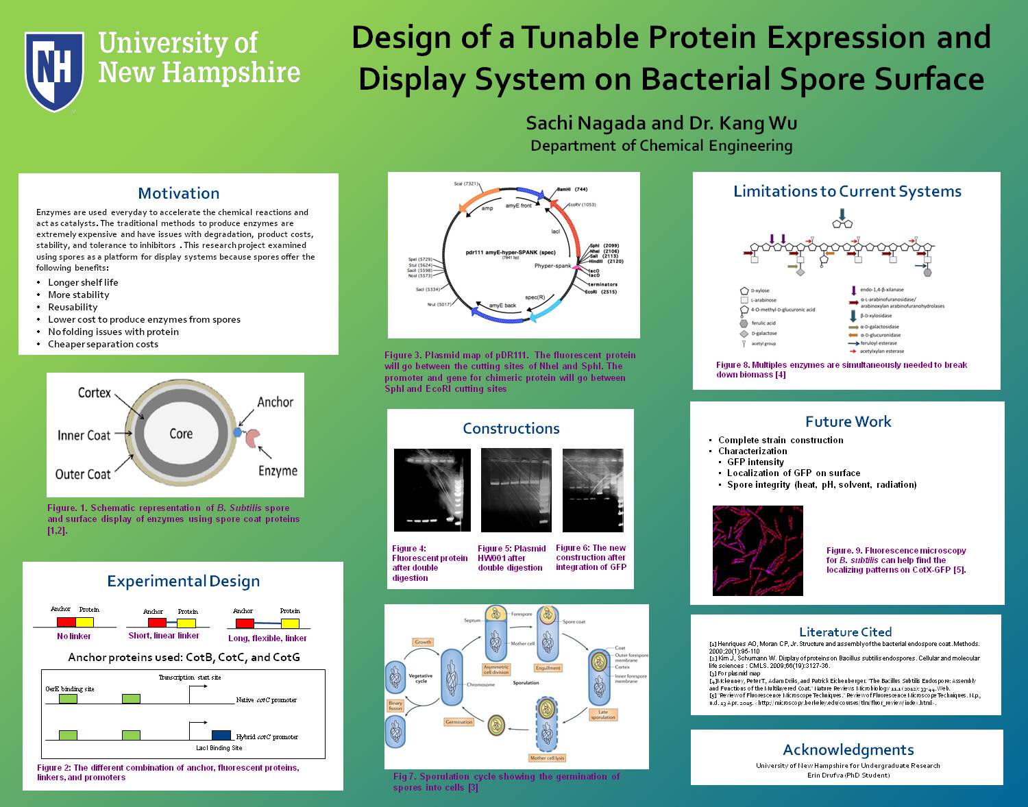 Design Of A Tunable Protein Expression And Display System On Bacterial Spore Surface by smc829