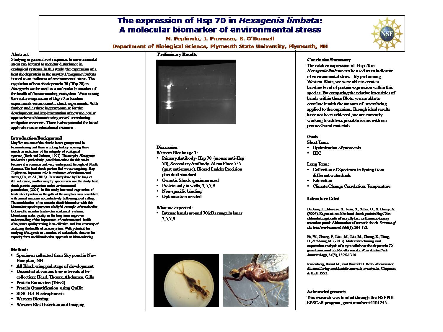 The Expression Of Hsp 70 In Hexagenia Limbata:  by srhale