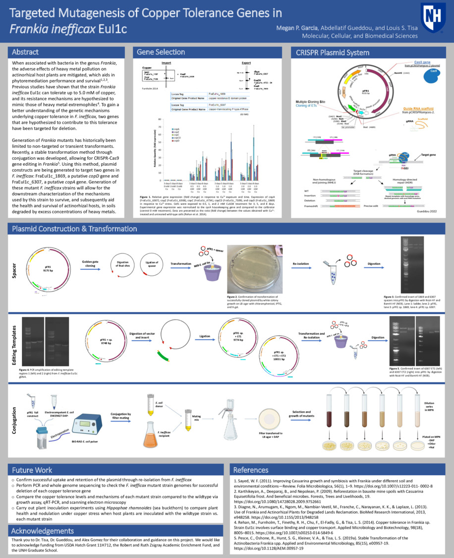 Targeted Mutagenesis Of Copper Tolerance Genes In  Frankia Inefficax Eui1c by mw1216