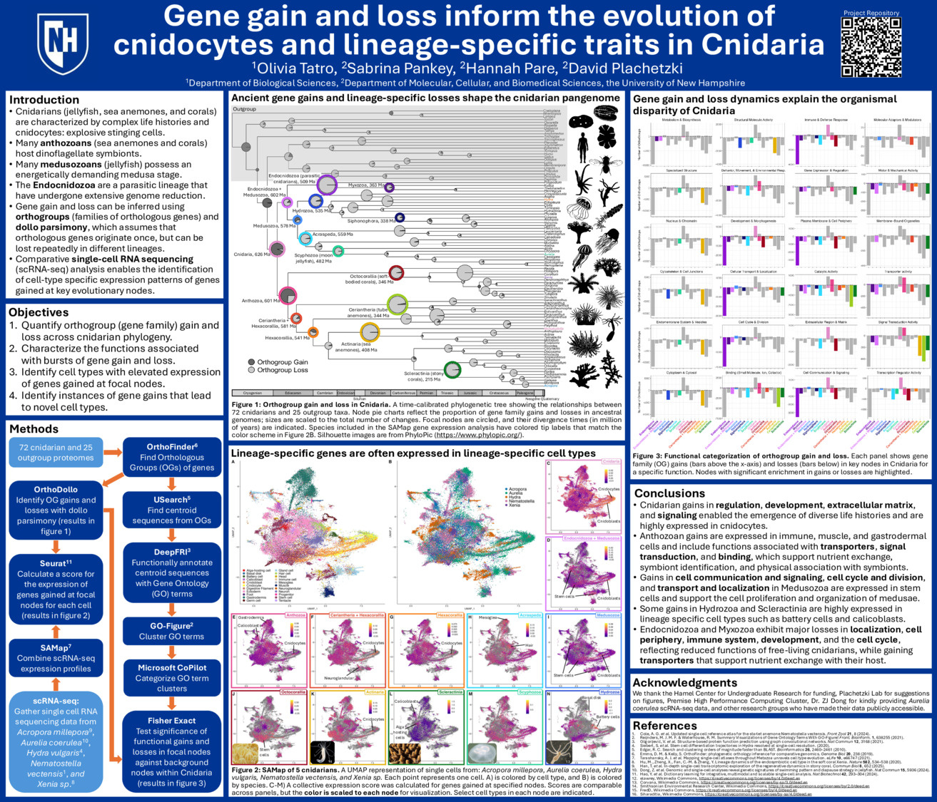 Gene Gain And Loss Inform The Evolution Of Cnidocytes And Lineage-Specific Traits In Cnidaria by RachelNott