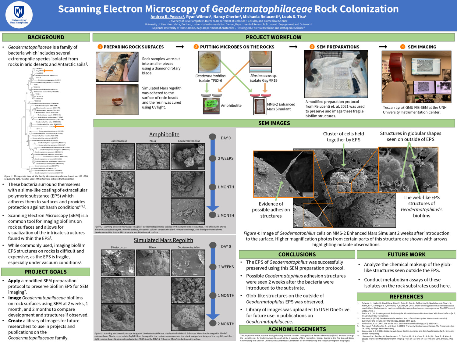Scanning Electron Microscopy Of Geodermatophilaceae Rock Colonization by arp1068