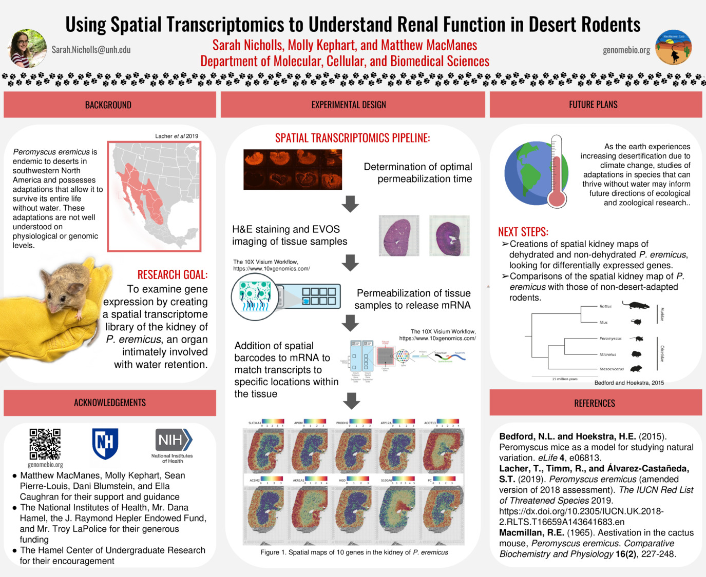 Using Spatial Transcriptomics To Understand Renal Function In Desert Rodents by san1026