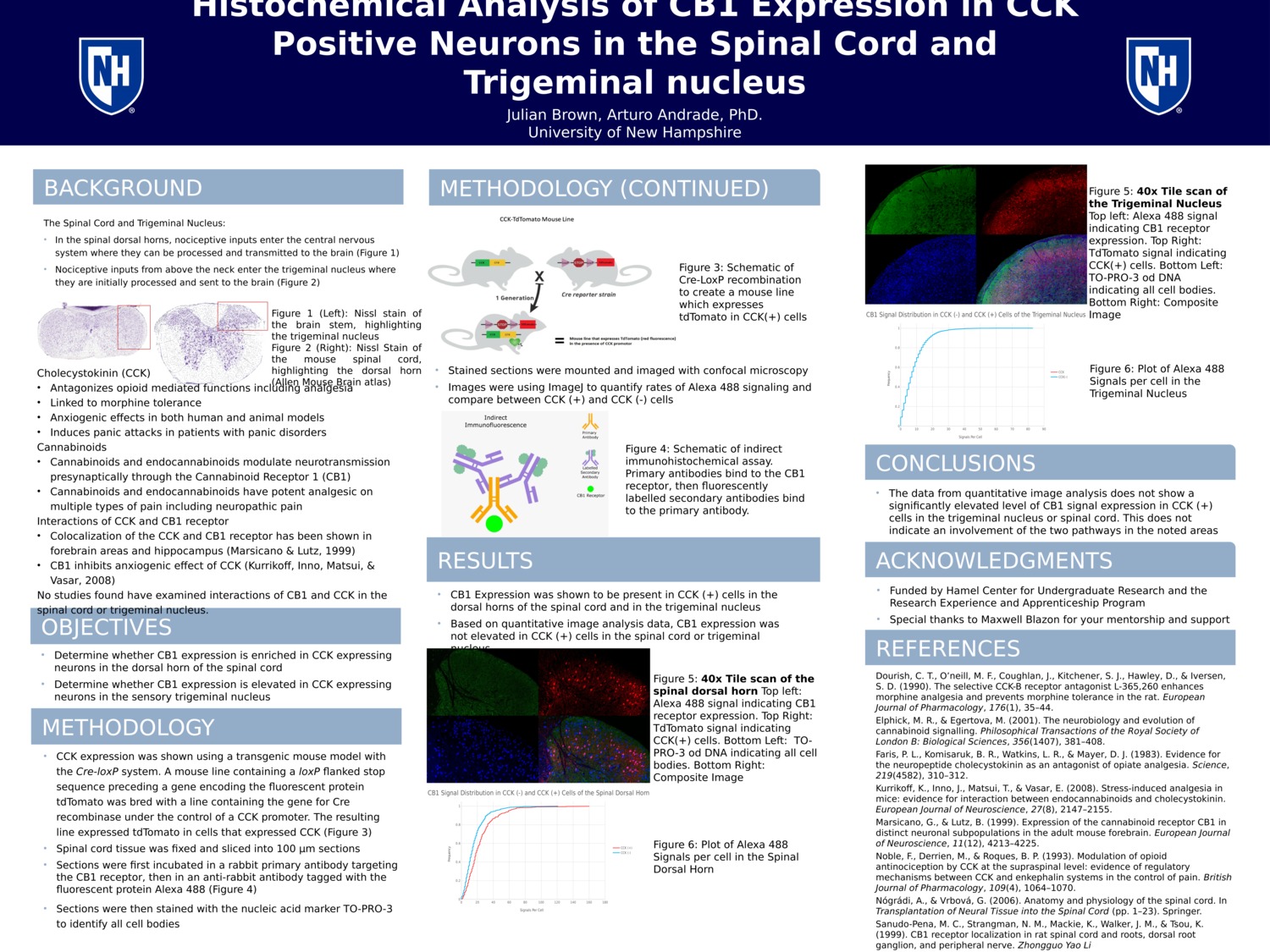 Histochemical Analysis Of Cb1 Expression In Cck Positive Neurons In The Spinal Cord And Trigeminal Nucleus by jdb1039