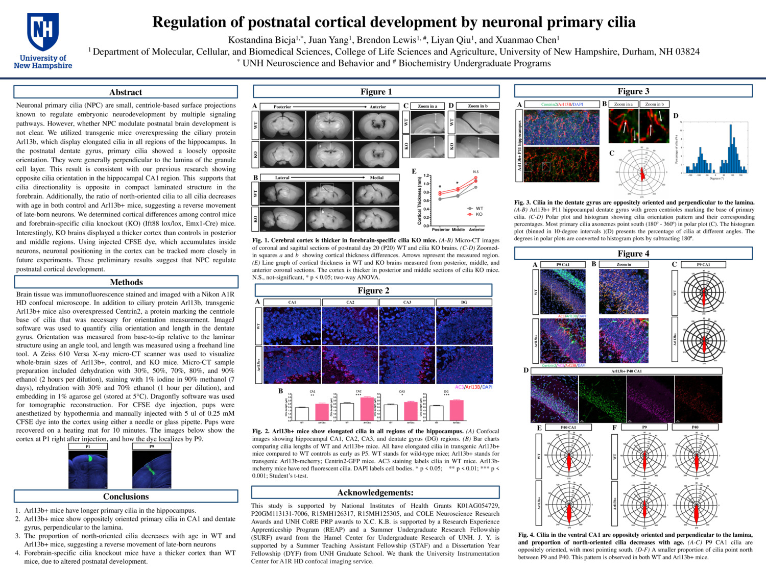 Regulation Of Postnatal Cortical Development By Neuronal Primary Cilia by kb1261