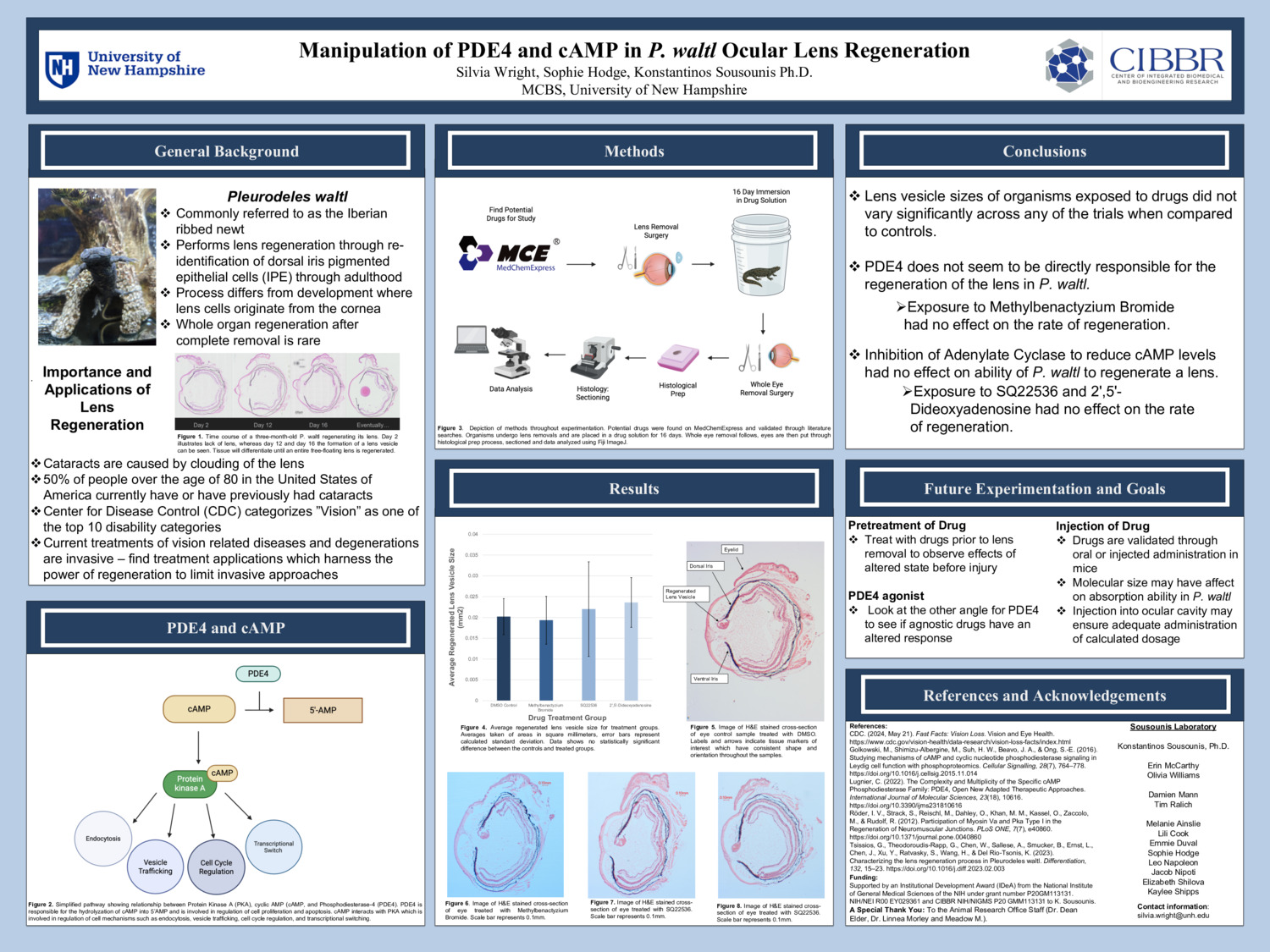 Manipulation Of Pde4 And Camp In P. Waltl Ocular Lens Regeneration by sw1409